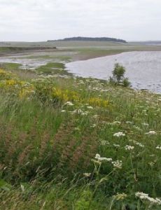Ythan Estuary