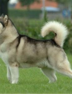 Alaskan Malamute
