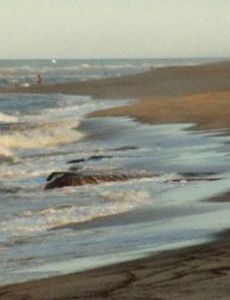 Cape Cod