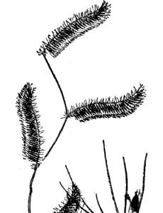 Bouteloua parryi