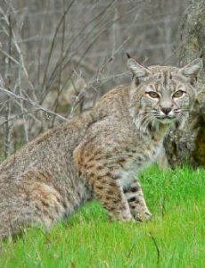 Bobcat
