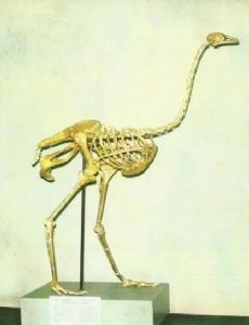 Asian ostrich