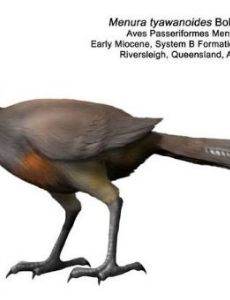 List of Prehistoric birds of Australia - FamousFix List