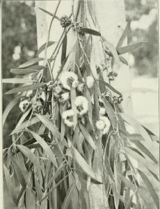 Eucalyptus amygdalina