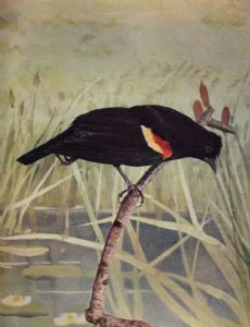 Bird Neighbors