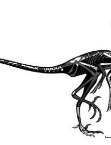 Natovenator