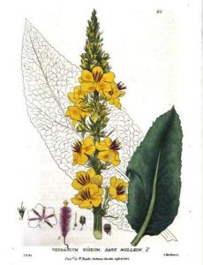 William Baxter (Oxford Botanic Garden curator)
