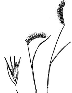 Bouteloua simplex
