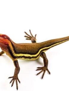 Hylonomus