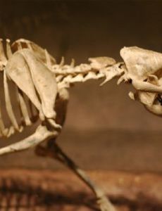 Borophaginae