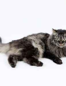 Siberian cat