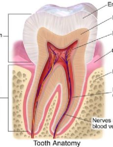 Gums