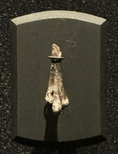 Rhegminornis