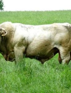 Bull