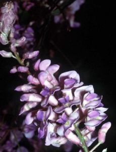 Wisteria frutescens