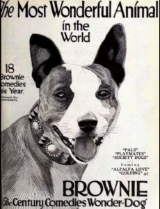 Brownie the Dog