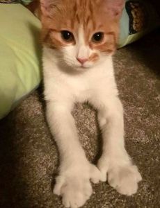 Paddles (cat)