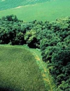 Riparian zone