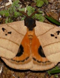 List of Taxa named by William Schaus FamousFix List