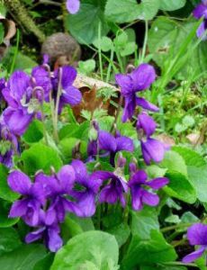 Violet (color)