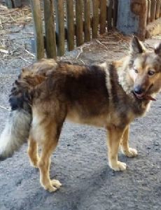 Mantiqueira Shepherd Dog