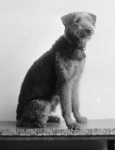 Laddie Boy (White House Pet)