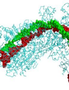 CRISPR