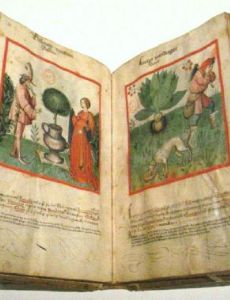 Ibn Butlan