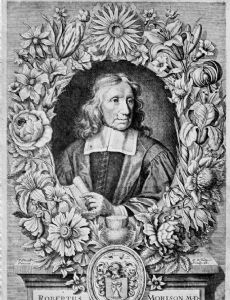Robert Morison