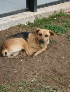 Caramelo (dog)