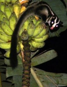 Striped possum
