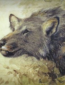 Borophagus hilli