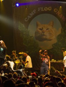 Jasper Dolphin