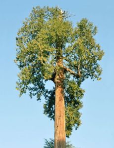 Thuja plicata