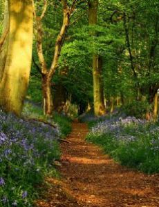 The Ridgeway
