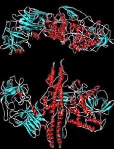 Botulinum toxin
