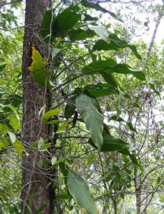 Epipremnum amplissimum