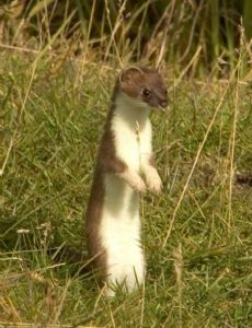 Stoat