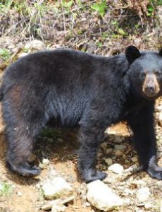 Newfoundland black bear