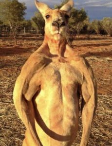 Roger (kangaroo)