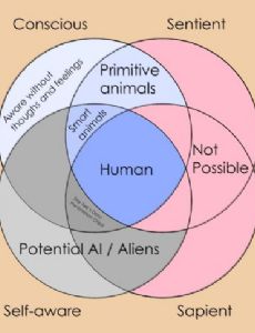 Sentience