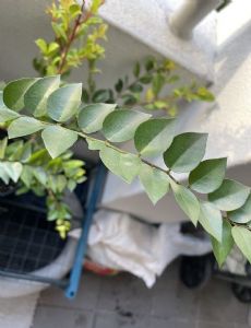 Capparis lucida
