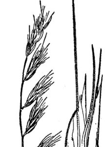 Bouteloua repens