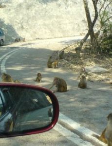 Kam Shan Country Park