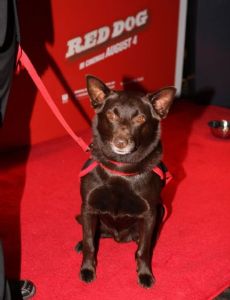 Koko (dog)