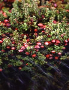 Vaccinium macrocarpon