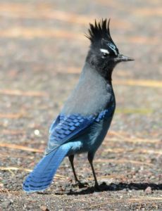 Steller's jay