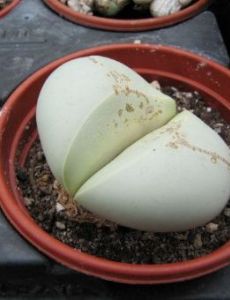 Argyroderma testiculare