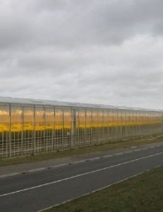 Thanet Earth