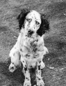 Banjo The Dog